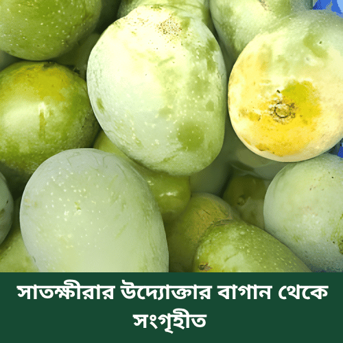 Gopalvog Mango