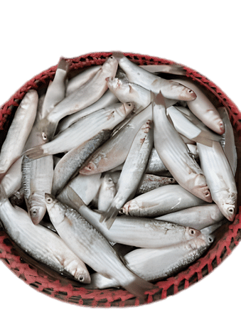 Passia Fish (20-30) / KG